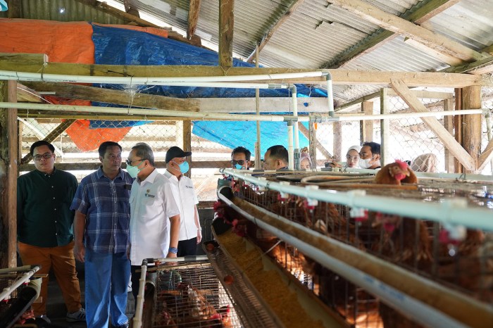 Ternak ayam petelur di Tor Atas, Kab. Sarmi