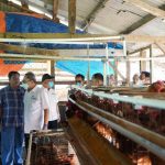 Ternak ayam petelur di Muliama, Kab. Jayawijaya