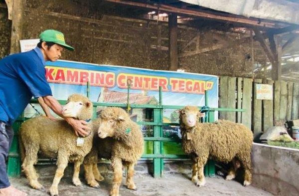 Daging kambing di Leksono, Wonosobo