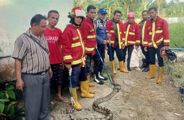 Tip Sukses Budidaya Ayam Pedaging: Panduan Lengkap untuk Peternak Indonesia