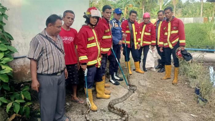 Ternak Ayam Kampung - Eksotika Desa