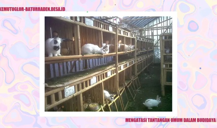 Mengenal Budidaya Kelinci dan Potensinya dalam Industri Peternakan ... Mengenal Budidaya Kelinci dan Potensinya dalam Industri Peternakan ...
