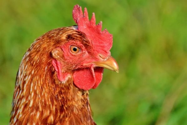 Ayam arab petelur di Talang Kelapa, Banyuasin