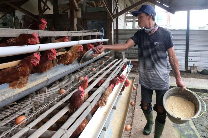 Ternak ayam petelur di Biatan, Berau