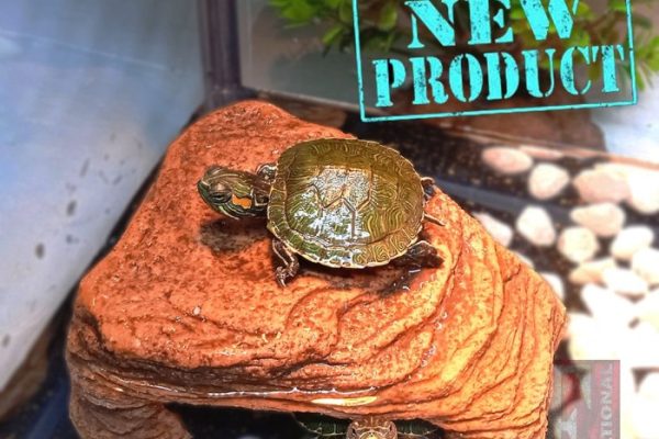 BASKING SPOT RAMP KURA KURA AIR BRAZIL AMBON CST RES DAMER KADAL TORTOISE SULCATA TANGKRINGAN TEMPAT BERJEMUR BERMAIN BEARDED DRAGON GECKO ULAR TURTLE IGUANA PET HEWAN KURA HIASAN AKUARIUM DEKORASI KANDANG TERRARIUM PALUDARIUM REPTILE