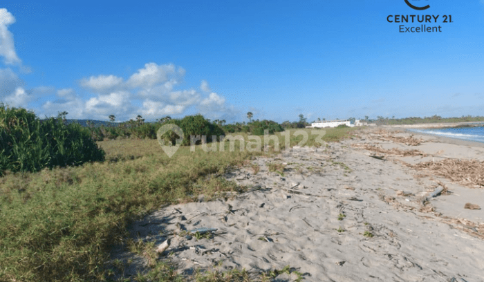 Daun penggemuk ayam di Wulla Waijelu, Sumba Timur