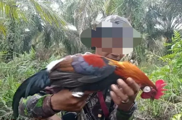 40 LOBANG RACIK AYAM HUTAN JERAT AYAM 20 TIANG TANCAP JEBAKAN AYAM ... Ayam layer di Tebing Tinggi, Kabupaten Tanjung Jabung Barat