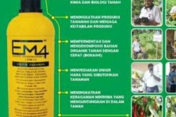 Em4 peternakan ayam di Bangkinang Seberang , Kampar