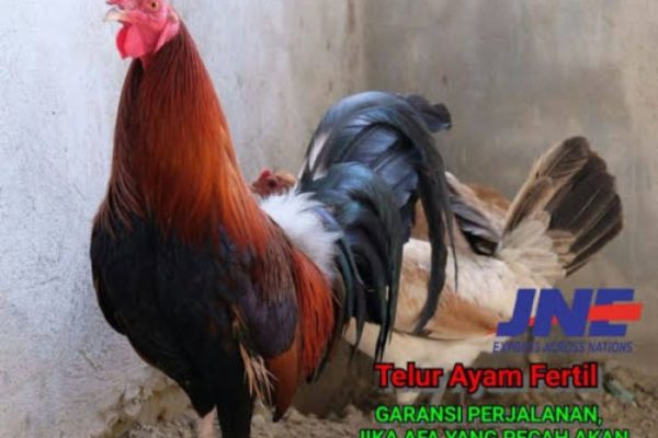Ayam ternak di Barangin, Kota Sawahlunto
