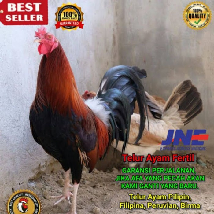 Ayam ternak di Barangin, Kota Sawahlunto