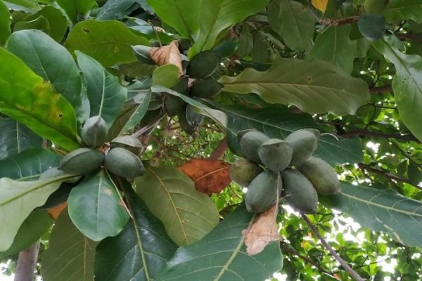 Daun penggemuk ayam di Simpang Dua, Ketapang