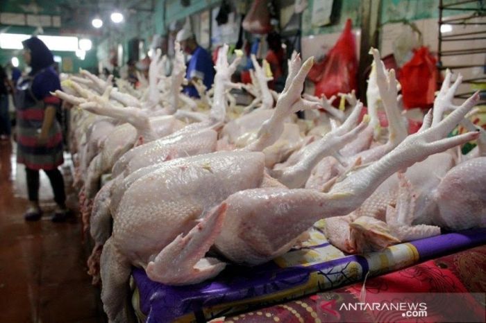 Harga ayam potong di Medan sentuh Rp42.000 per kilogram - ANTARA News ... Harga ayam kampung potong di Sumedang Selatan, Sumedang