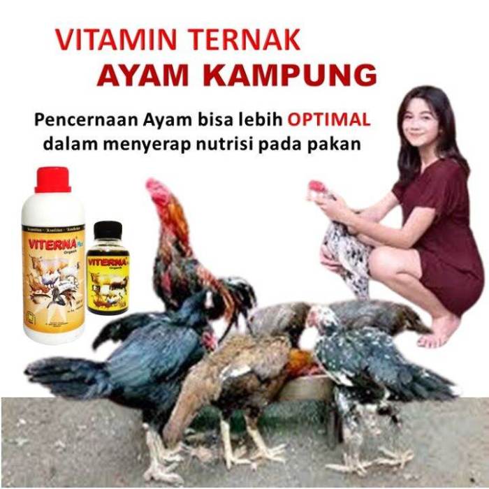 Petani Pandeglang Sukses Panen Jagung | TUNTAS MEDIA