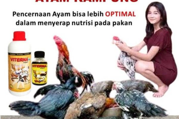 penggemuk ayam kampung / vitamin ayam ternak / Vitamin ayam cepat besar ...