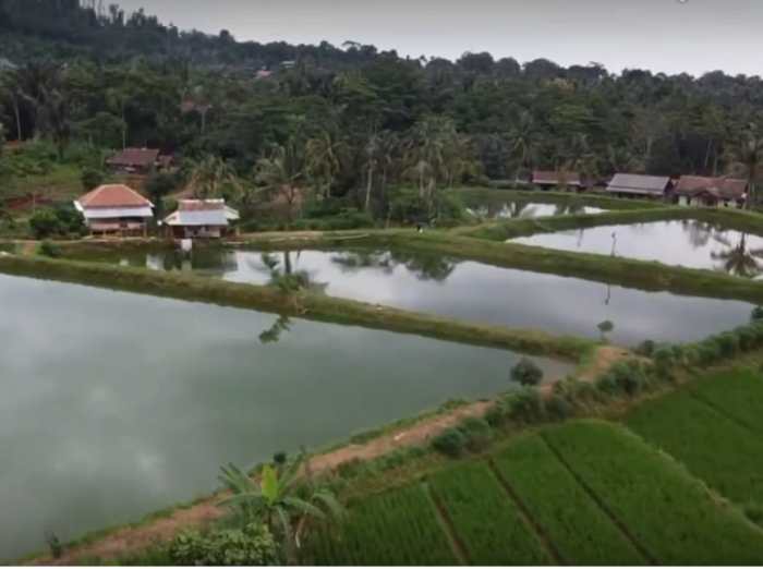 BUDIDAYA AYAM KAMPUNG DI BOGOR | ANTARA Foto Budidaya ayam di Abung Selatan, Lampung Utara
