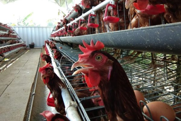 Standar Pakan Grower Ayam Petelur dan Takaran Akuratnya - Beternak Ayam