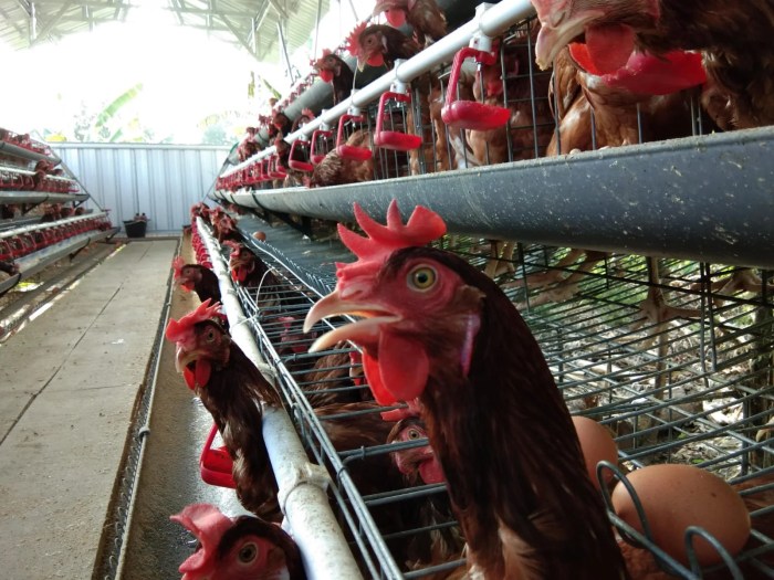 Inovasi Ternak Ayam Di Empang - Jagad Tani - Petaninya Milenial Budidaya ternak ayam di Doro, Pekalongan