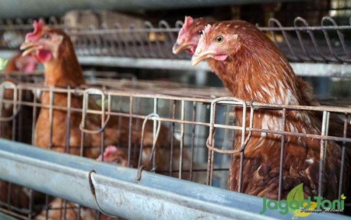 3 Ayam Petelur, Entaskan Kemiskinan dan Stunting di Sendangagung ... 3 Ayam Petelur, Entaskan Kemiskinan dan Stunting di Sendangagung ...