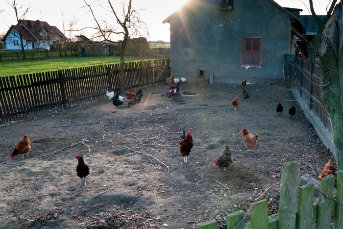 Ayam layer di Tanah Tumbuh, Kabupaten Bungo