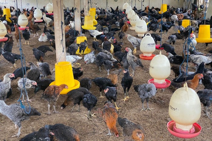 Mengenal Peternakan Ayam dan Cara Mengelola Bisnisnya! Mengenal Peternakan Ayam dan Cara Mengelola Bisnisnya!