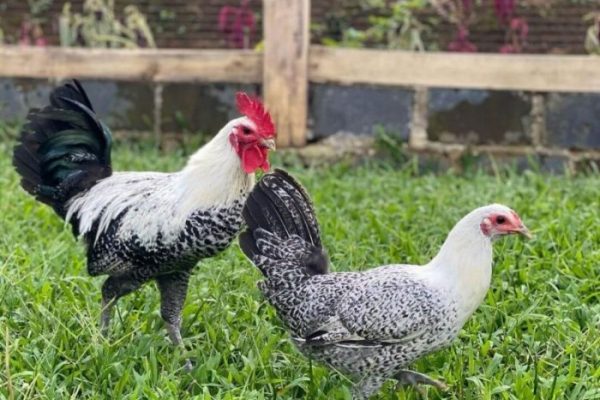 Ayam arab petelur di Siantar Timur, Kota Pematangsiantar