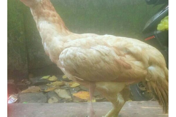 Ayam elba kampung petelur super di Solokuro, Lamongan