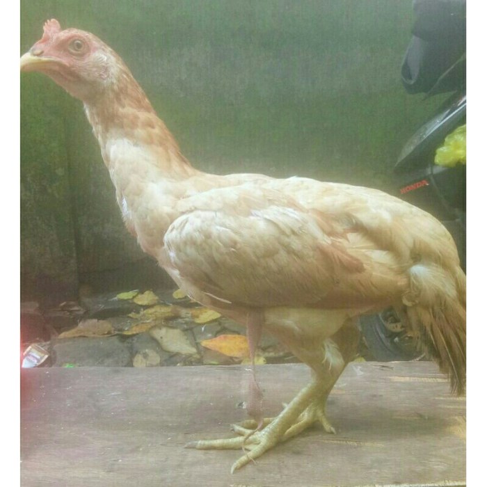 TERNAK AYAM ELBA PETELUR TIAP HARI PANEN 510 BUTIR, DOC BIKIN SENDIRI ...