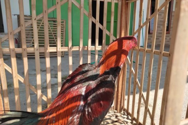 Ayam kampung akan jadi produk unggulan di Kabupaten Tulangbawang Barat ...