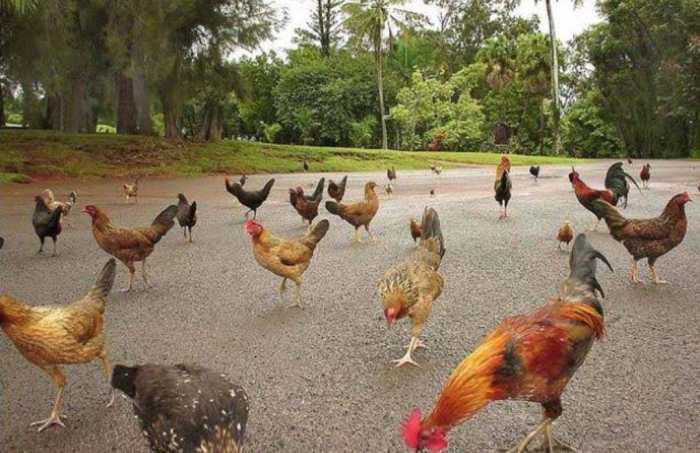 Ayam Ternak di Onohazumba, Nias Selatan