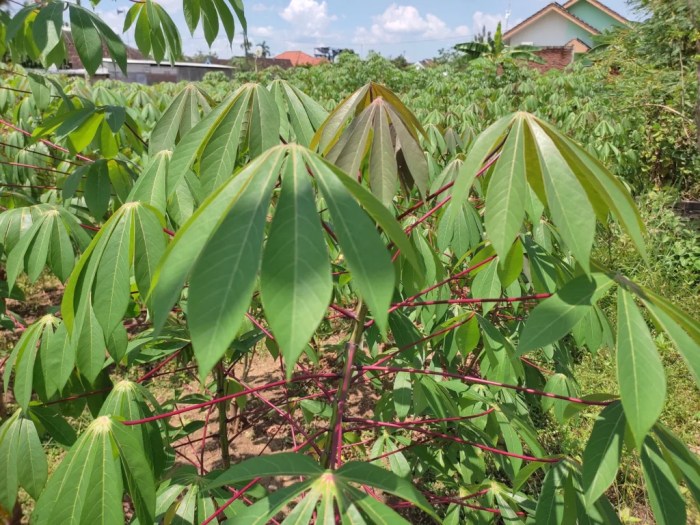 Daun penggemuk ayam di Bolano, Paringi Moutong