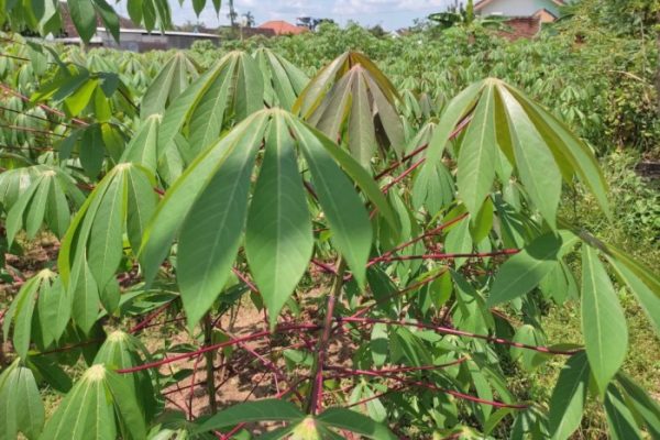 Daun penggemuk ayam di Bina, Kab. Puncak