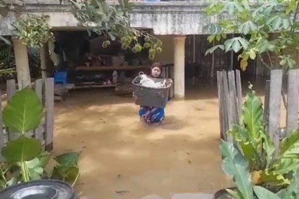 Ayam layer di Pauh, Kabupaten Sarolangun