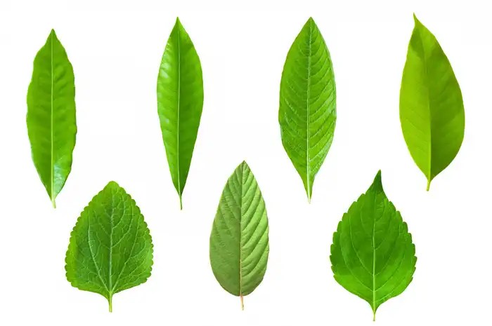 25+ Gambar Ilustrasi Daun, Paling Baru! Daun penggemuk ayam di Mebarok, Kab. Nduga