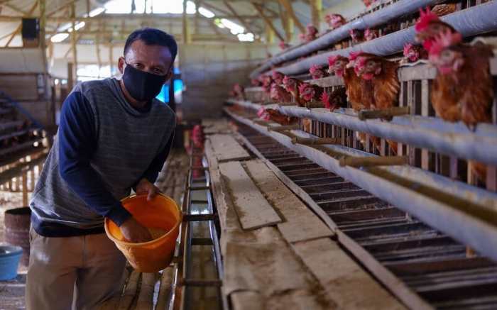 Panduan Lengkap Cara Ternak Ayam Petelur : Mulai dari Persiapan hingga ... Panduan Lengkap Cara Ternak Ayam Petelur : Mulai dari Persiapan hingga ...