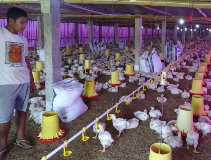 PEMKAB BOYOLALI CARIKAN SOLUSI PETERNAK TOLAK INTEGRATOR – Pemerintah ... Budidaya ternak ayam di Ngemplak, Boyolali