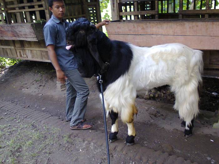 Daging kambing di Kaligesing, Purworejo