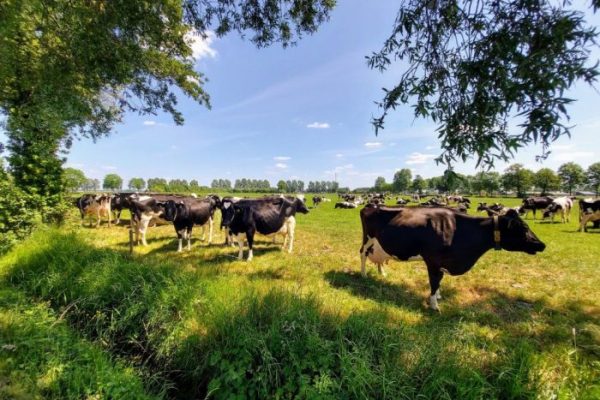 Peternakan ayam petelur terdekat di Rawa Jitu Utara, Mesuji