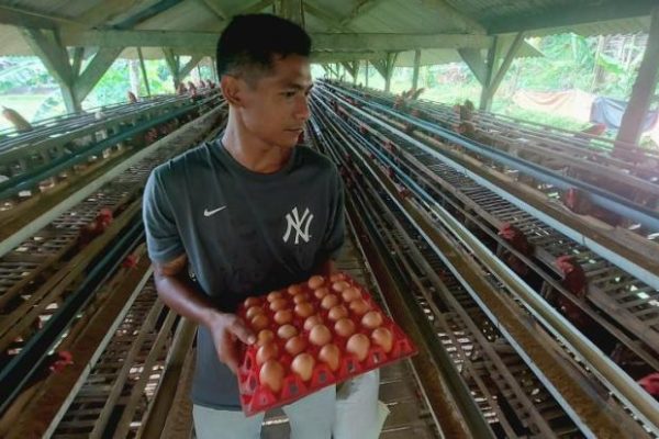 Ternak ayam petelur di Buk, Kab. Sorong