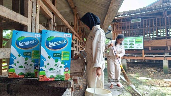 GAMAMILK, Produk Susu Kambing Lokal yang Dapat Bantu Atasi Masalah ... Susu kambing di Panumbangan, Ciamis