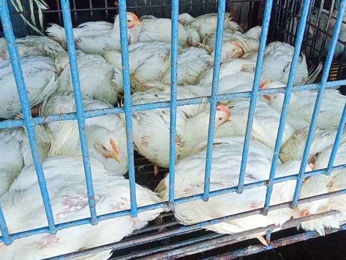 Jual AYAM KAMPUNG POTONG BERSIH (ukuran 8ons) Indonesia|Shopee Indonesia Harga ayam kampung potong di Astanajapura, Cirebon