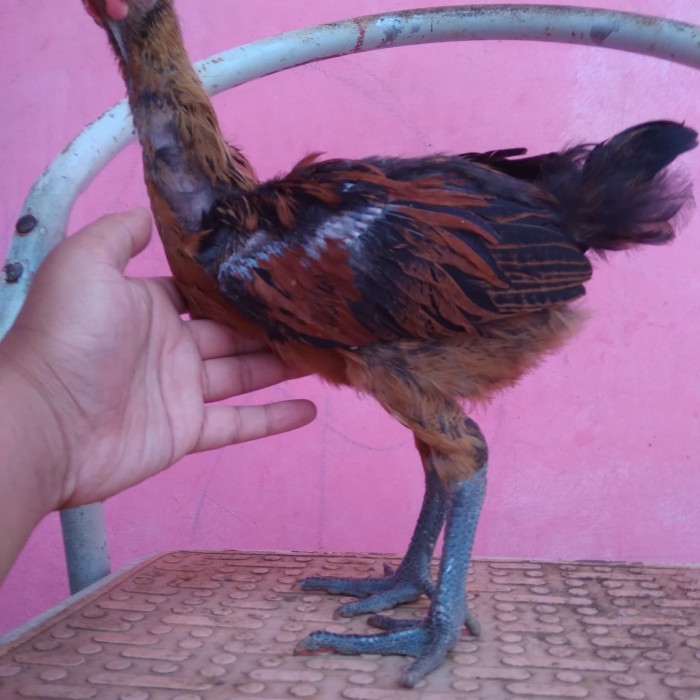Ayam pelung jumbo di Galur, Kulon Progo