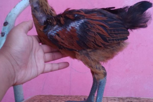 Ayam pelung jumbo di Banguntapan, Bantul
