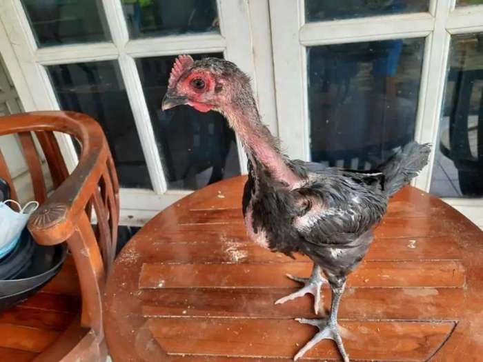 Promo ! ANAKAN PITIK AYAM PELUNG JUMBO ASLI ORIGINAL 1 EKOR - Diskon 23 ...