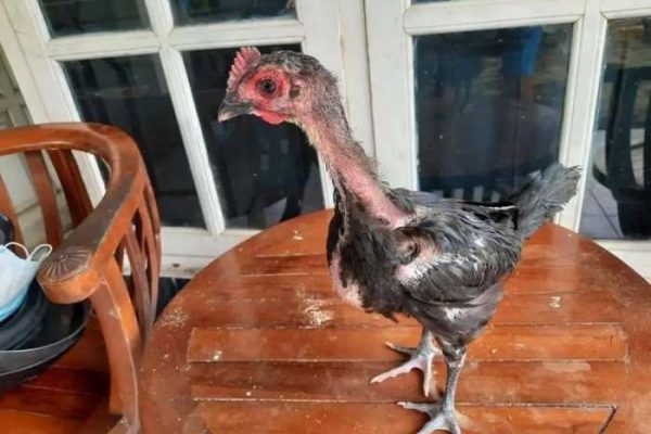 Ayam pelung jumbo di Minggir, Sleman