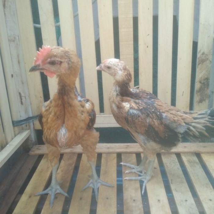 Gambar Ayam Pelung Jumbo - 58+ Koleksi Gambar