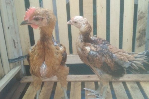 Ayam pelung jumbo di Sedayu, Bantul