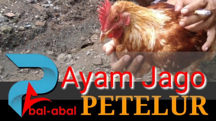 ayam jantan petelur - YouTube