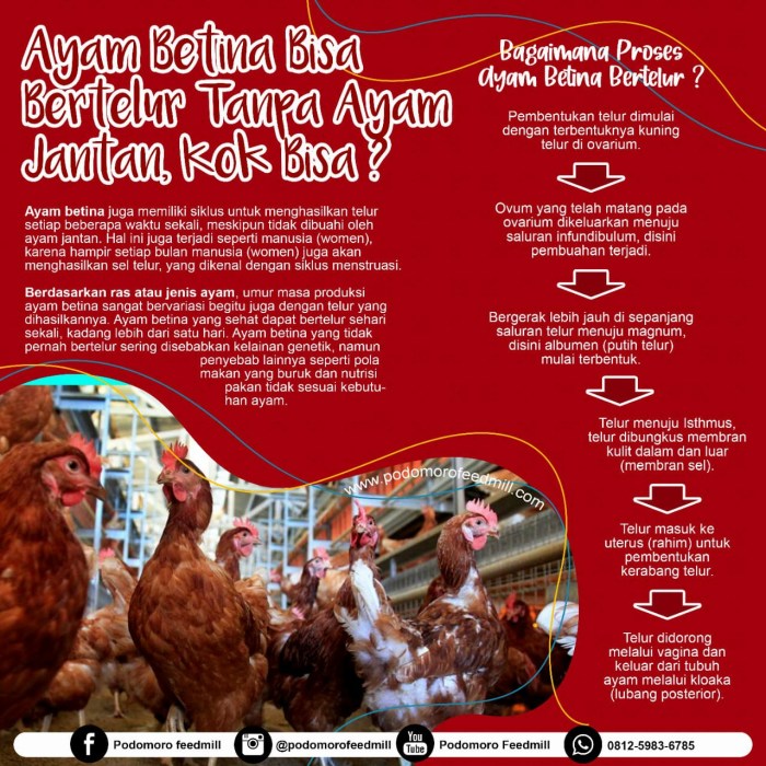 Ayam petelur jantan di Lembah Melintang, Kabupaten Pasaman Barat
