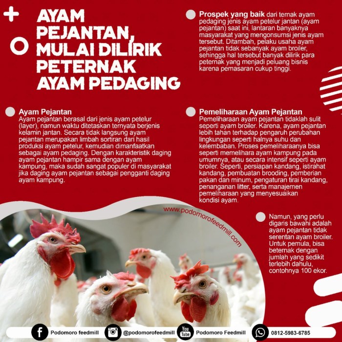 Ayam petelur jantan di Lembang Jaya, Kabupaten Solok