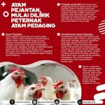 Gambar Ayam Petelur Jantan - 52+ Koleksi Gambar